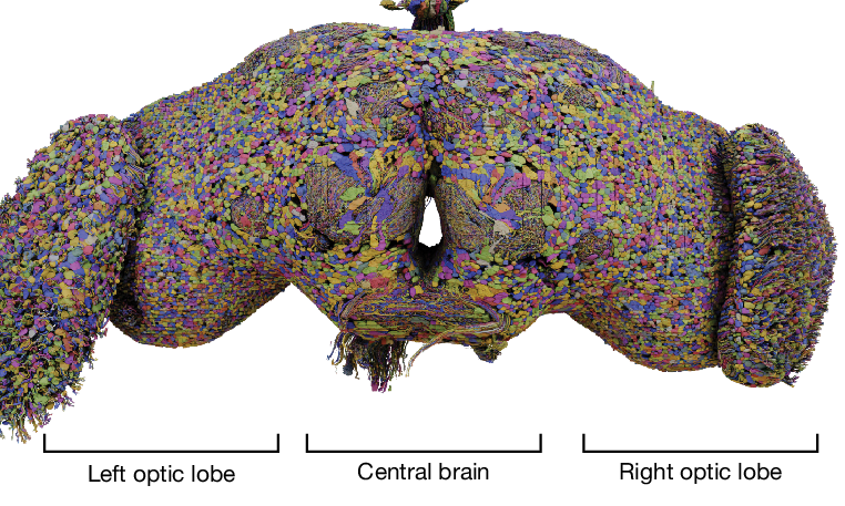 A rendering of a whole fruit-fly brain in which every one of its 139,255
                neurons is drawn in its own colour, producing a dense confetti-textured
                shape with two bulging optic lobes.