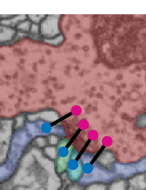 An electron micrograph close-up with two neurons false-coloured red and
                  blue; magenta and blue dots mark presynaptic and postsynaptic sites.